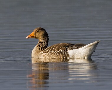 greylag280509 Greylag Goose Leighton Moss, Lancashire