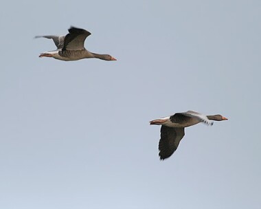 greylaggoose Greylag Goose Close Sartfield, Isle of Man