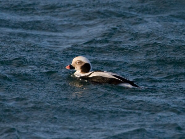 Long-tailed Duck