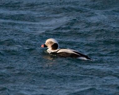 longtailedduck061209 Long-tailed Duck Peel, Isle of Man