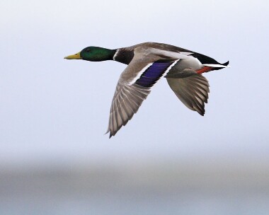 Mallard271007 Mallard Sandwick, Isle of Man
