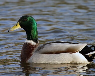 mallard090104