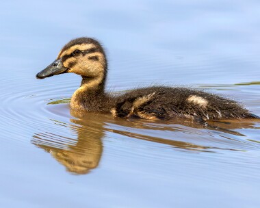 mallard130523 Mallard duckling Ballanette, Isle of Man