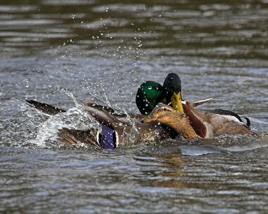mallard20070224 Mallard Tromode Dam, Isle of Man