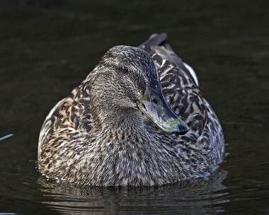 mallard20070411c Mallard Peel, Isle of Man