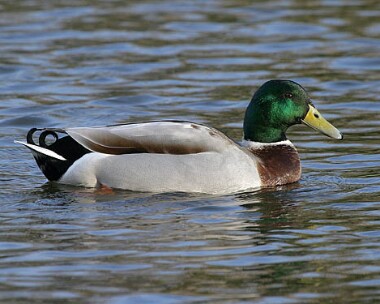 mallard3 Mallard Langness, Isle of Man