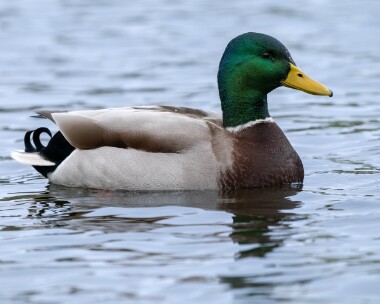 mallard310126 Mallard Clypse, Isle of Man