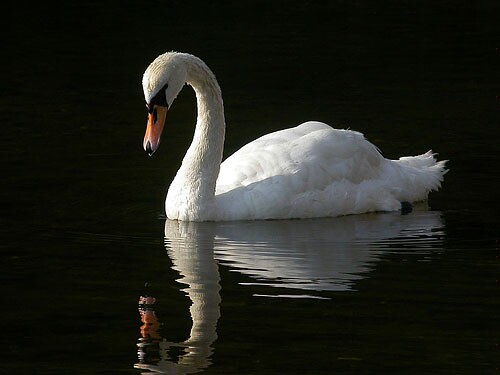Mute Swan