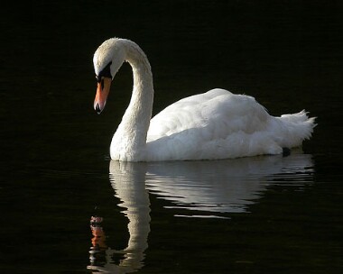 muteswan1 Mute Swan Castletown, Isle of Man