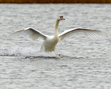 muteswan290224 Mute Swan Leighton Moss, Lancashire