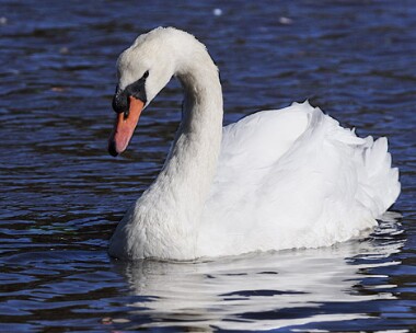 muteswan3 Mute Swan Castletown, Isle of Man