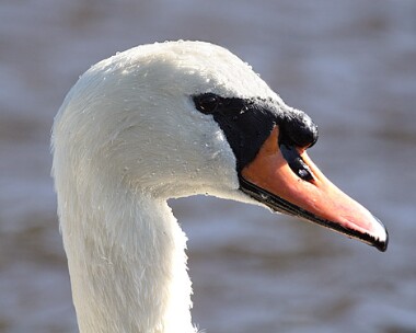 muteswan4 Mute Swan Castletown, Isle of Man