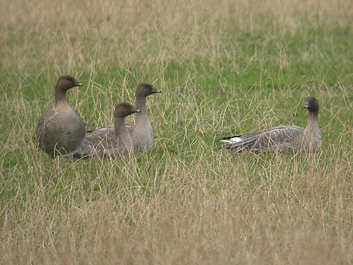 Pink footed Goose
