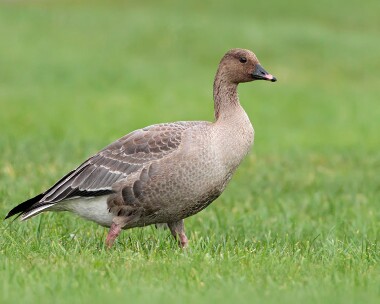 pinkfoot261010 Pink-footed Goose Derbyhaven, Isle of Man