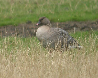 pinkfootedgoose Pink-footed Goose Glascoe Dubh, Isle of Man