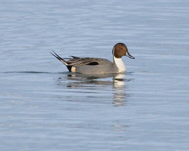 pintail7 Pintail Port Lewaigue, Isle of Man