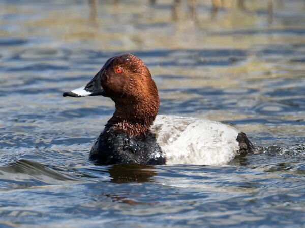 Pochard