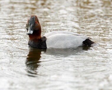 pochard020424 Pochard Cley, Norfolk