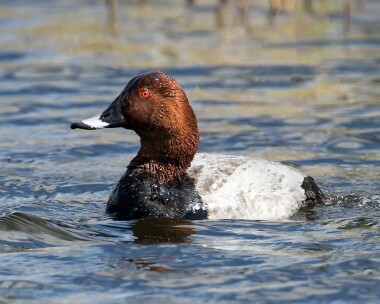 pochard050515 Pochard Burnham, Norfolk