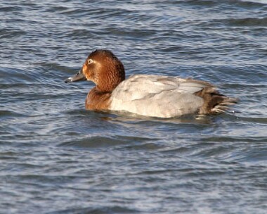 pochard2 Common Pochard Eairy Dam, Isle of Man