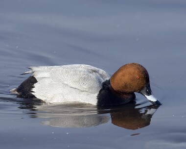 pochard200208 Pochard Martin Mere, Lancashire