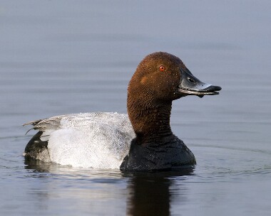 pochard280509 Pochard Leighton Moss, Lancashire