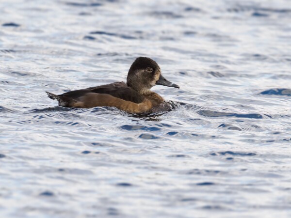 Ring-necked Duck