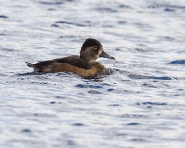 ringneckedduck010125 Ring-necked Duck Clypse, Isle of Man