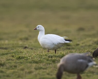 rossgoose010308 Ross' Goose Holkham, Norfolk