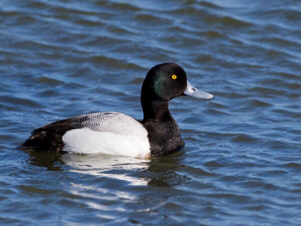 Scaup