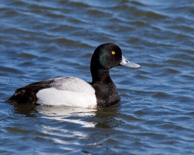 scaup020511 Scaup Derbyhaven, Isle of Man