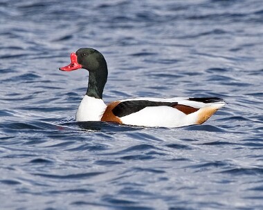 shelduck11 Shelduck Derbyhaven, Isle of Man
