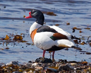 shelduck14 Shelduck Strandhall, Isle of Man