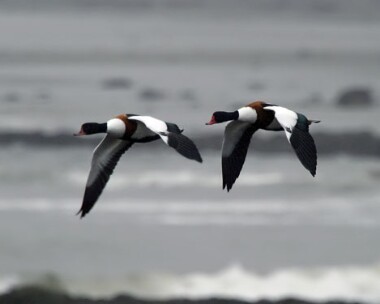 shelduck5 Shelduck Sandwick, Isle of Man