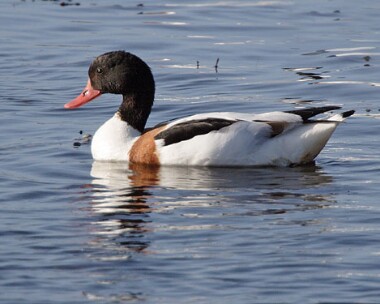 shelduck7 Shelduck Langness, Isle of Man