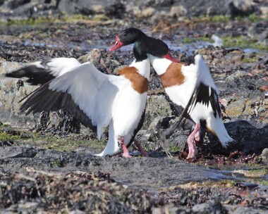 shelduck9 Shelduck Sandwick, Isle of Man