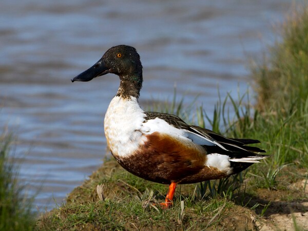 Shoveler