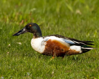 shoveler160510b Shoveler Cley, Norfolk