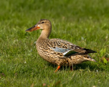 shoveler160510c Shoveler Cley, Norfolk
