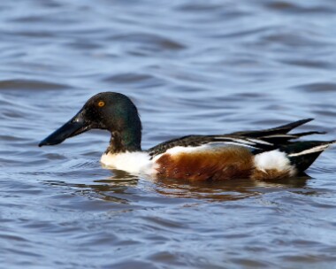 shoveler160510d Shoveler Cley, Norfolk