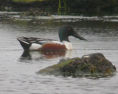 shoveler3 Shoveler Langness, Isle of Man