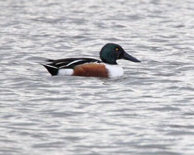 shoveler4 Shoveler Glascoe dubh, Isle of Man