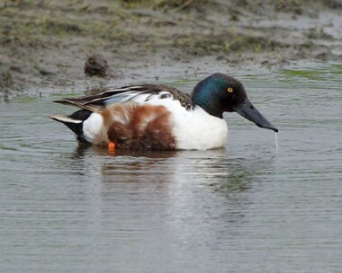 shoveler5 Shoveler Marshside, Merseyside