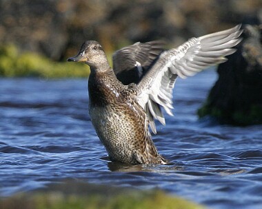 Teal5 Common Teal Langness, Isle of Man