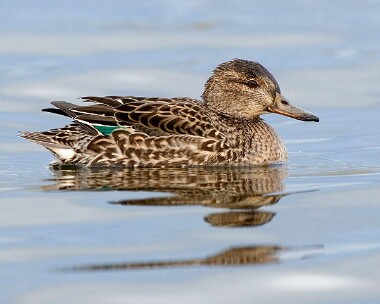 Teal9 Common Teal Langness, Isle of Man