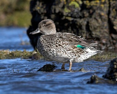 teal030307i Common Teal Langness, Isle of Man