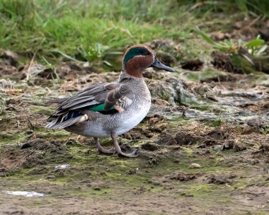 teal141017 Common Teal Frampton Marsh, Lincolnshire
