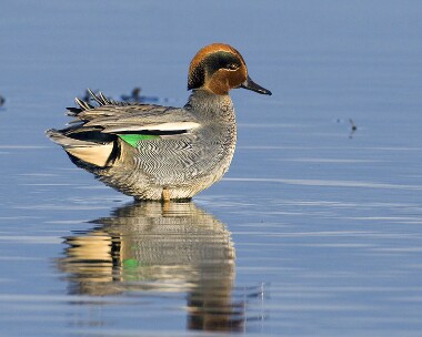 teal141208 Common Teal Langness, Isle of Man