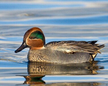 teal141208b Common Teal Langness, Isle of Man
