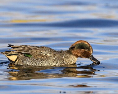 teal141208c Common Teal Langness, Isle of Man